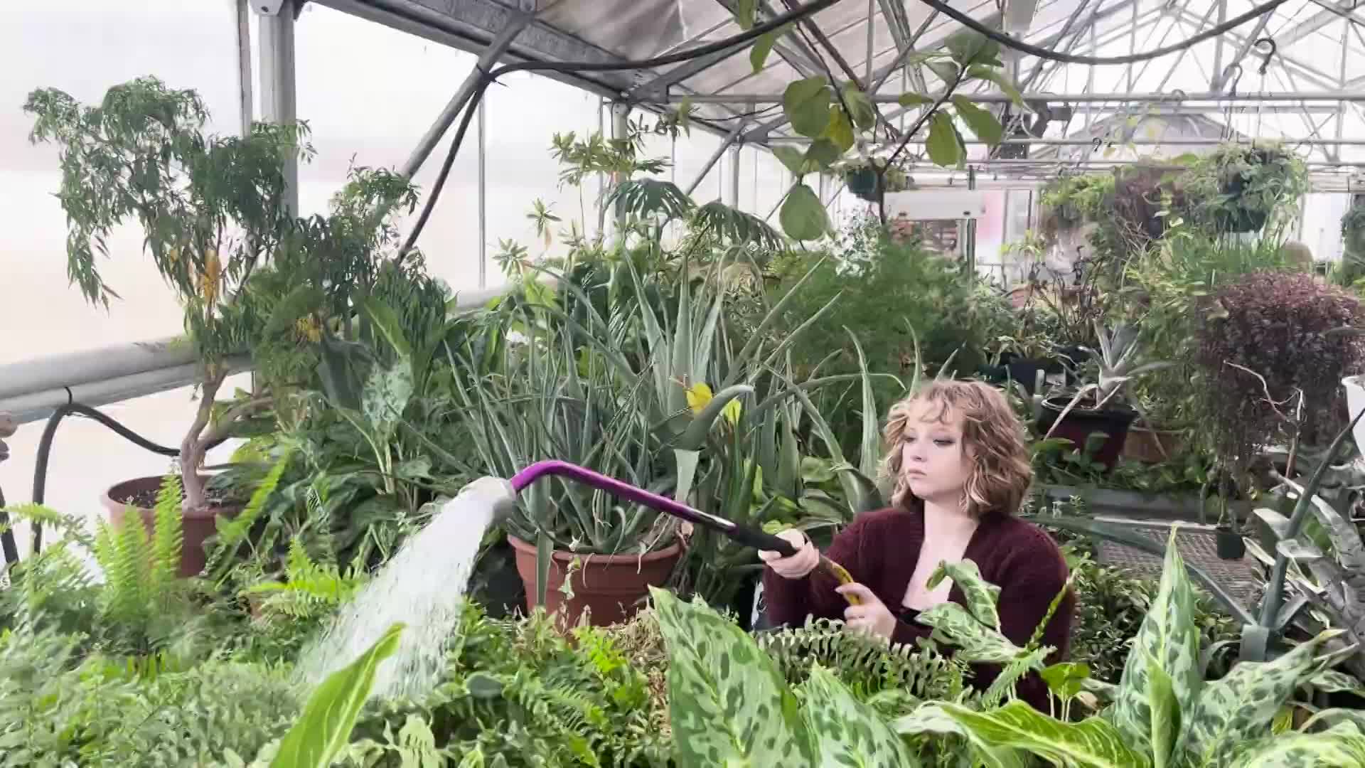 Career Center student waters plants in a greenhouse.