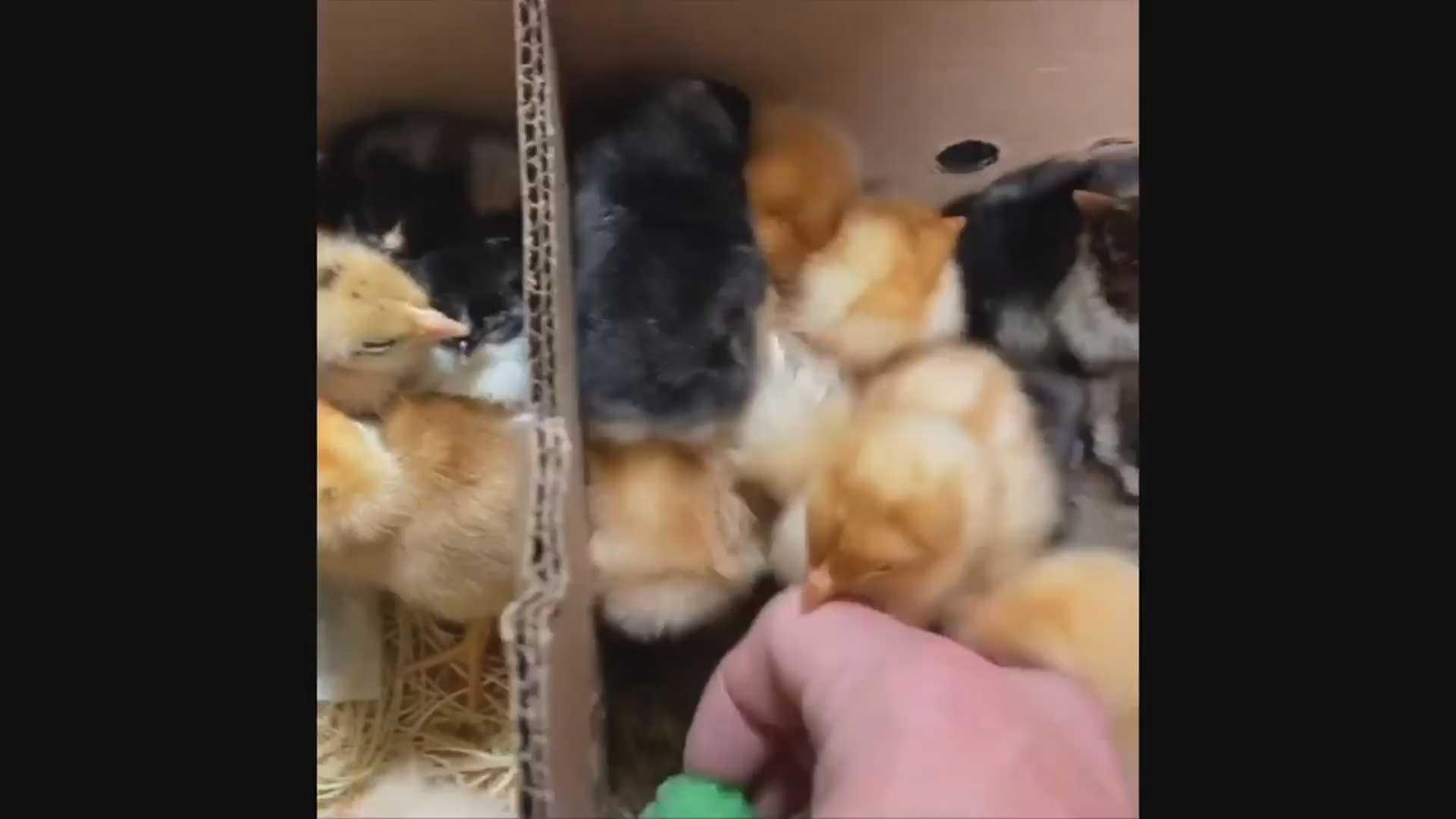 Thumbnail image for The CPS Science Show